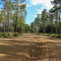 Oktibbeha County - Crawford 265 Acres Big Deer Turkeys Timber