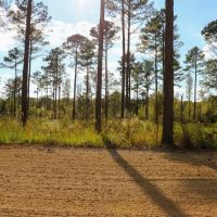 Oktibbeha County - Crawford 265 Acres Big Deer Turkeys Timber images 2