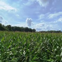20 Acre Lake and Homesite in Huntsville images 3
