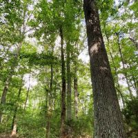 20 Acre Lake and Homesite in Huntsville images 4