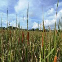 20 Acre Lake and Homesite in Huntsville images 5