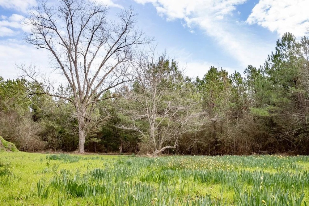 295 Acres Land for Sale Union Parish LA featured image