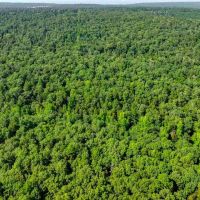 120 - Acres Hunting Land Mature Timber Floral Arkansas