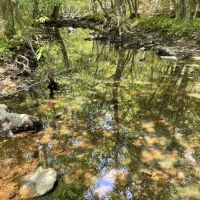 120 - Acres Hunting Land Mature Timber Floral Arkansas images 2
