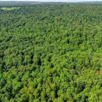 120 - Acres Hunting Land Mature Timber Floral Arkansas images 3