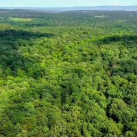 120 - Acres Hunting Land Mature Timber Floral Arkansas images 5