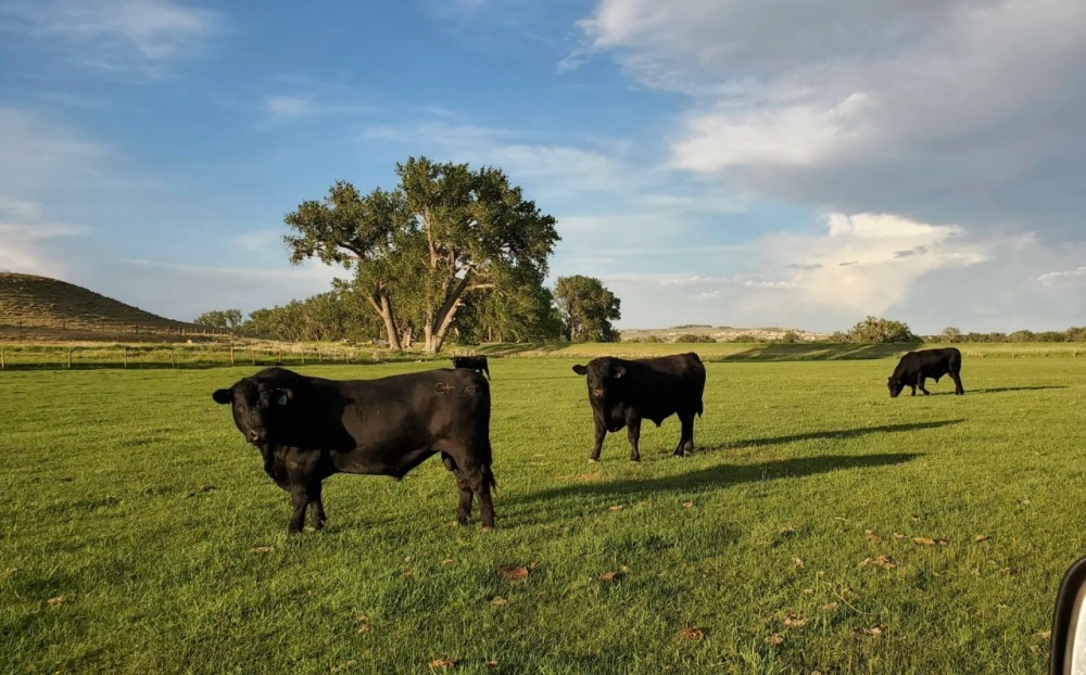 Historic Lower Laramie River Ranch featured image