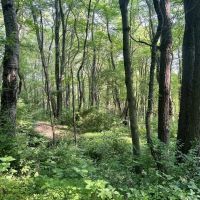 Love and Emory Hill Rd. Westmoreland County - 132 acres images 2