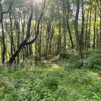 Love and Emory Hill Rd. Westmoreland County - 132 acres images 3