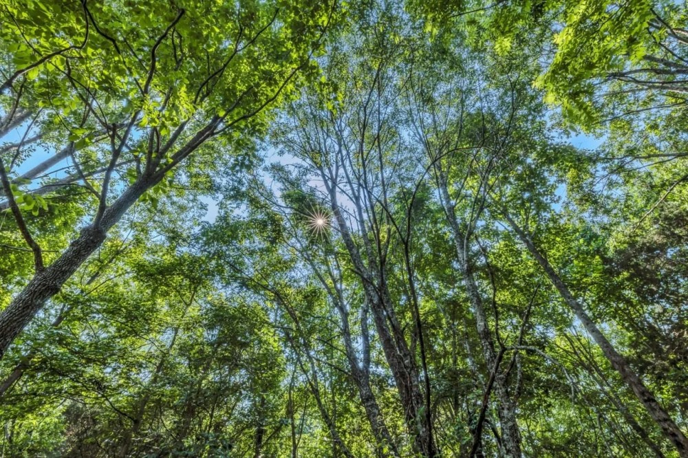 A Hunters Dream Excellent hunting recreational property. 140.47 acres in the Wolf Creek area of DeKalb County TN featured image