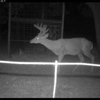 3 Day Deer Hunt Target Rich Mason Texas