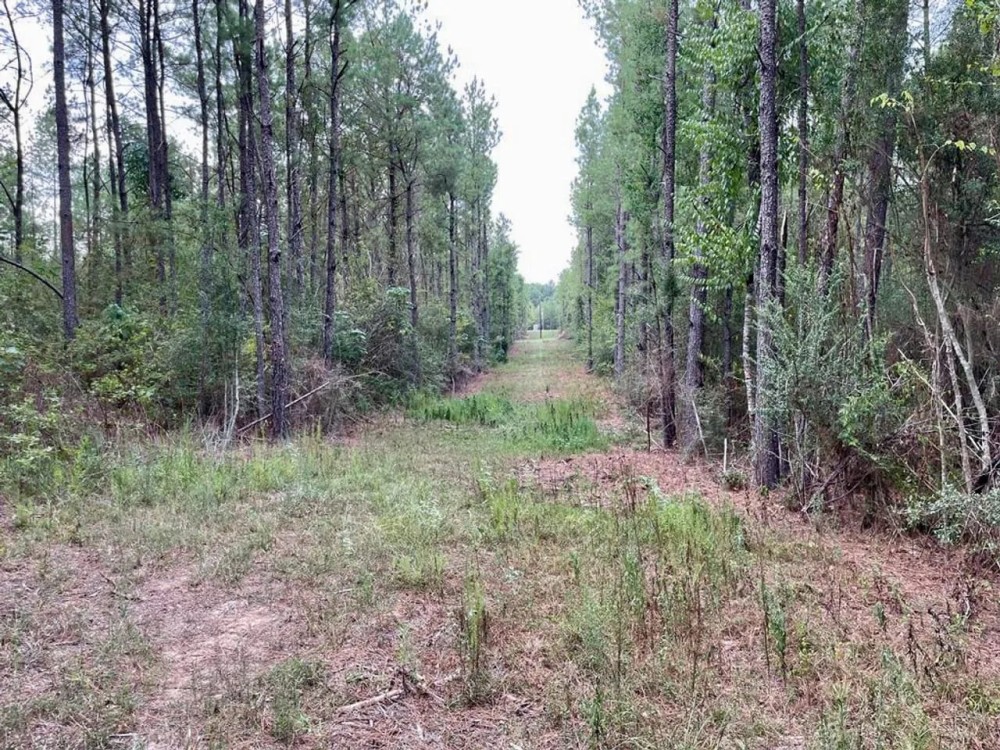 St. Helena Parish Timber and Hunting Property For Sale featured image
