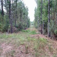 St. Helena Parish Timber and Hunting Property For Sale