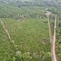 St. Helena Parish Timber and Hunting Property For Sale images 2