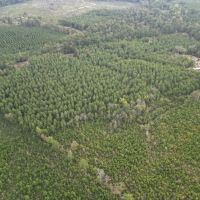 St. Helena Parish Timber and Hunting Property For Sale images 3