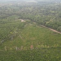 St. Helena Parish Timber and Hunting Property For Sale images 4