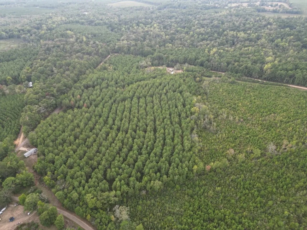 St. Helena Parish Timber and Hunting Property For Sale Hunting Land