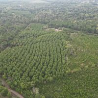 St. Helena Parish Timber and Hunting Property For Sale images 5