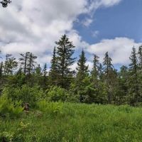 Great Wildlife Viewing Hunting 50113876