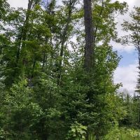 Great Wildlife Viewing Hunting 50113876 images 3