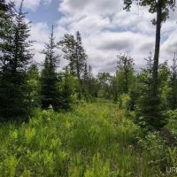 Great Wildlife Viewing Hunting 50113876 images 5