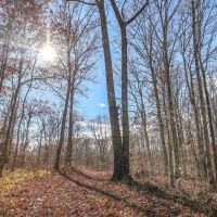 1072 acres of timberland located in Clay County Tennessee images 2