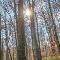 1072 acres of timberland located in Clay County Tennessee images 4