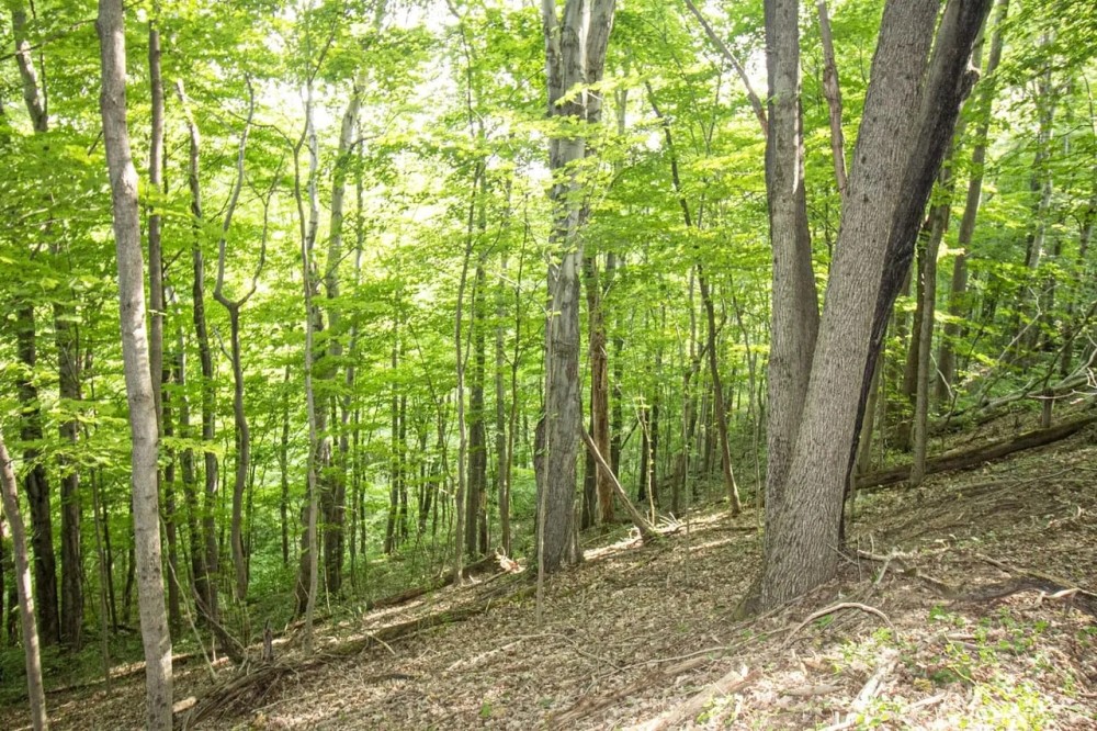 Eddy Ridge Rd - 120 acres - Washington County featured image
