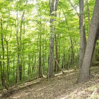 Eddy Ridge Rd - 120 acres - Washington County