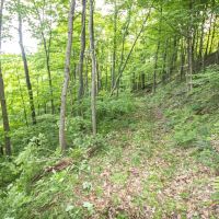 Eddy Ridge Rd - 120 acres - Washington County images 3