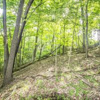 Eddy Ridge Rd - 120 acres - Washington County images 5