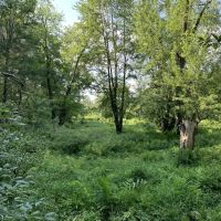 Middle Branch of the Oswegatchie images 3
