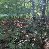 Middle Branch of the Oswegatchie images 5