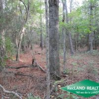 10.4 ac - Wooded Home Site Tract - PRICE REDUCED images 2