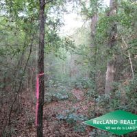 10.4 ac - Wooded Home Site Tract - PRICE REDUCED images 3
