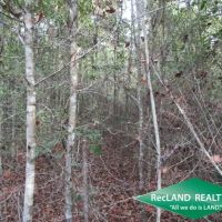 10.4 ac - Wooded Home Site Tract - PRICE REDUCED images 4