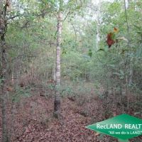 10.4 ac - Wooded Home Site Tract - PRICE REDUCED images 5