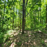 4.57 Acres Sunman IN images 3