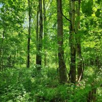 4.57 Acres Sunman IN images 4