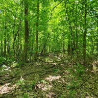 4.57 Acres Sunman IN images 5