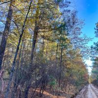 208 Acres CR 2108 Kiskadee images 3