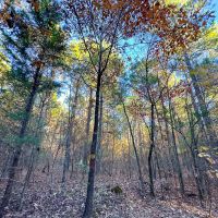 208 Acres CR 2108 Kiskadee images 4