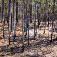 Chickasaw County - 176 Acres - Hwy 15 - Mantee MS images 2