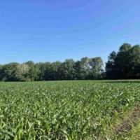 70 Acres Near Sullivan Lake images 4