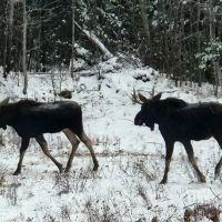 Michigan Wooded Acreage 50121948