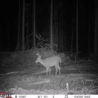 120 Acres in Oktibbeha County in Starkville MS images 2