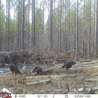 120 Acres in Oktibbeha County in Starkville MS images 3