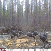 120 Acres in Oktibbeha County in Starkville MS images 4