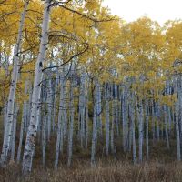 Montrose Alpine Ranch images 5