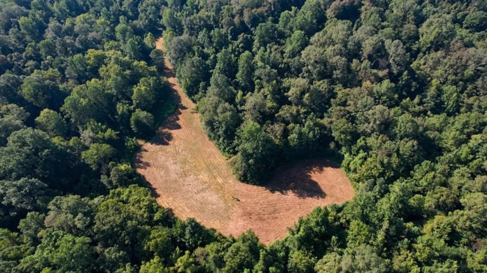 227 Acres Hunting Land for Sale in Warren County MS featured image